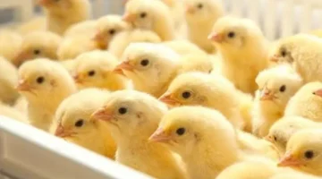 أسعار الكتاكيت البيضاء اليوم الثلاثاء 2 ديسمبر 2025 في بورصة الدواجن وتراجع الطلب يؤثر على السوق